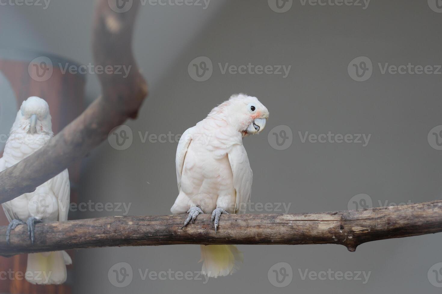 cerca arriba de el tanímbar pájaro corella o cacatua goffiniana foto