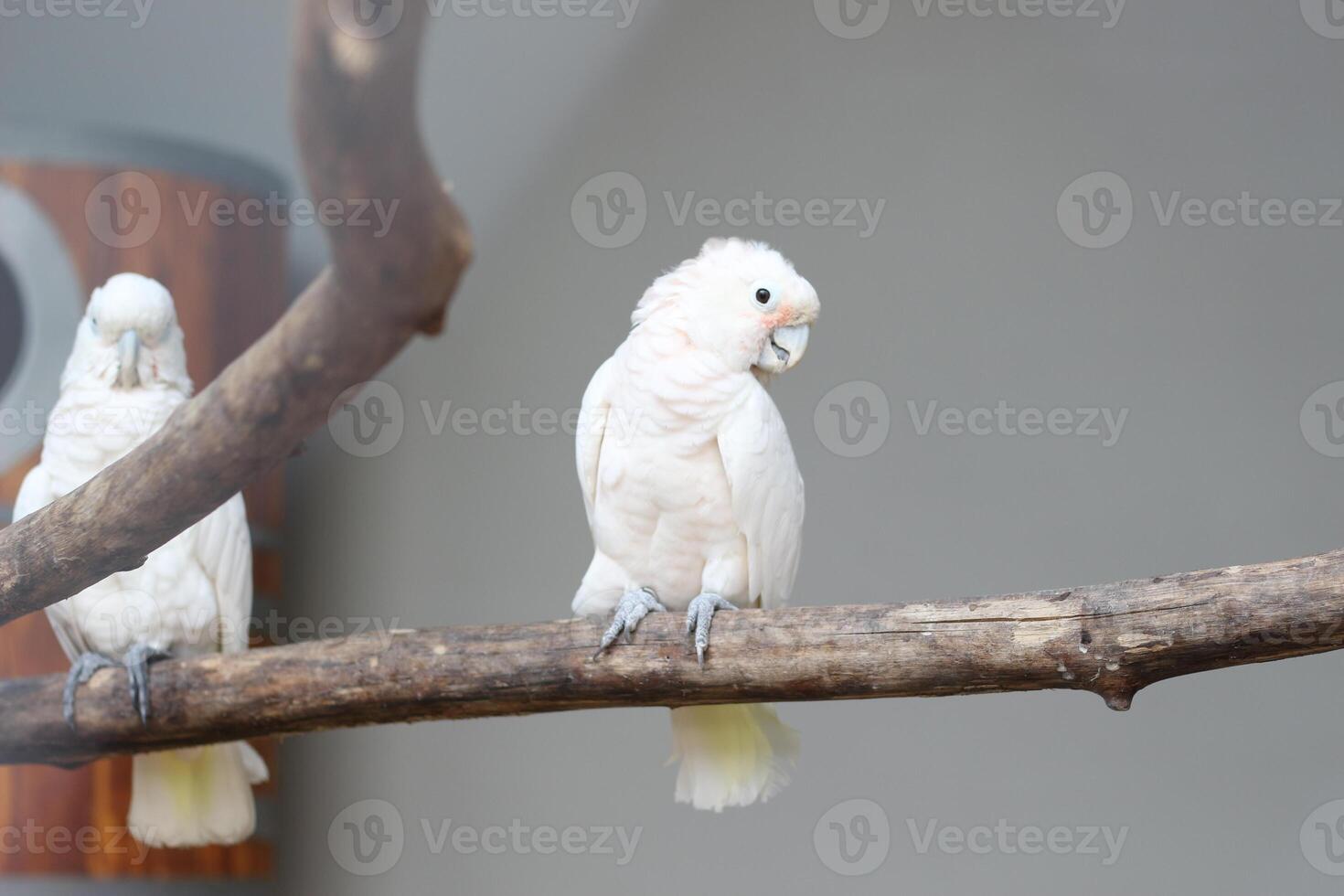 cerca arriba de el tanímbar pájaro corella o cacatua goffiniana foto