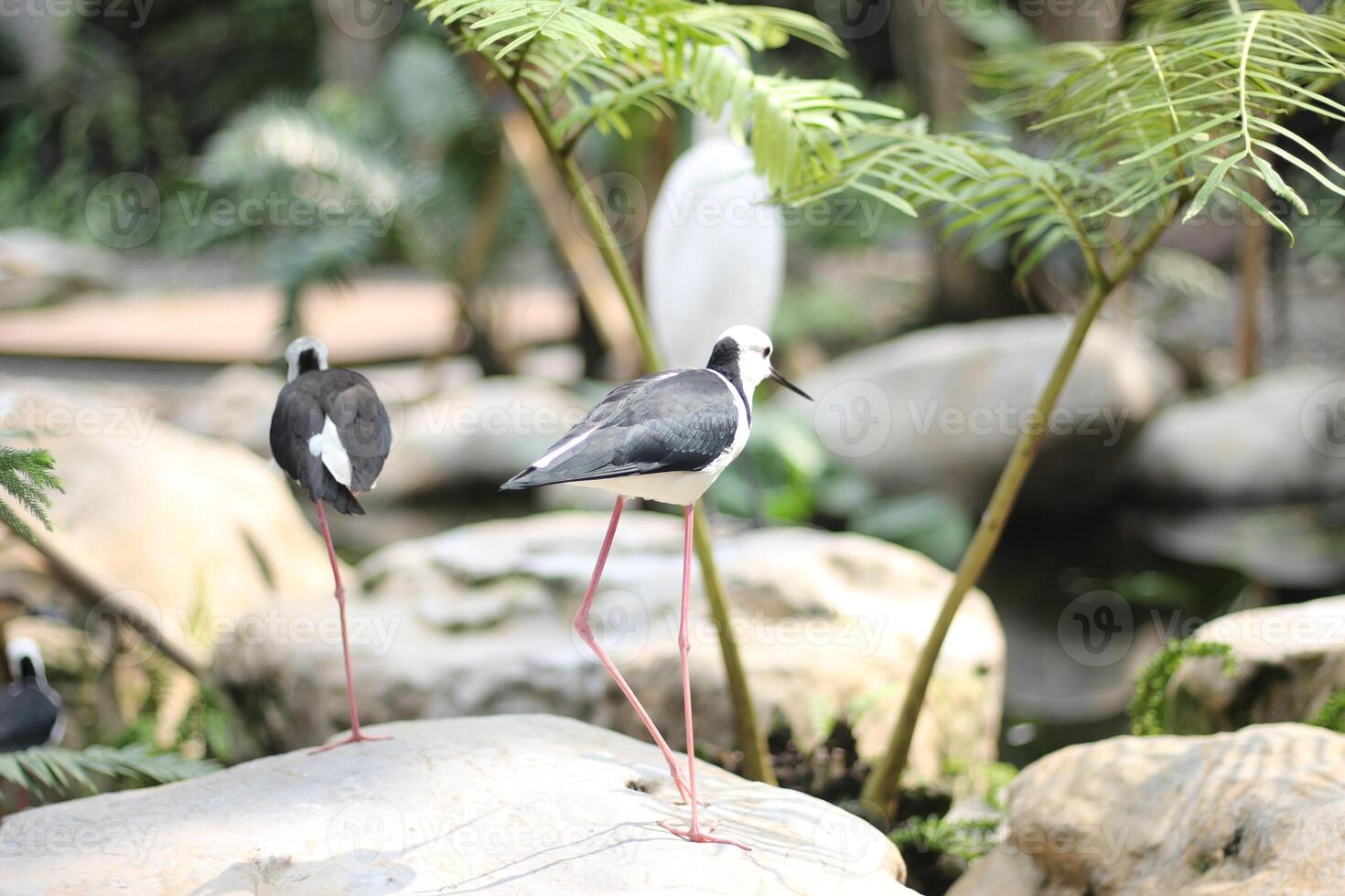 close up of the Ganggang Bayam bird or Himantopus leucocephalus photo