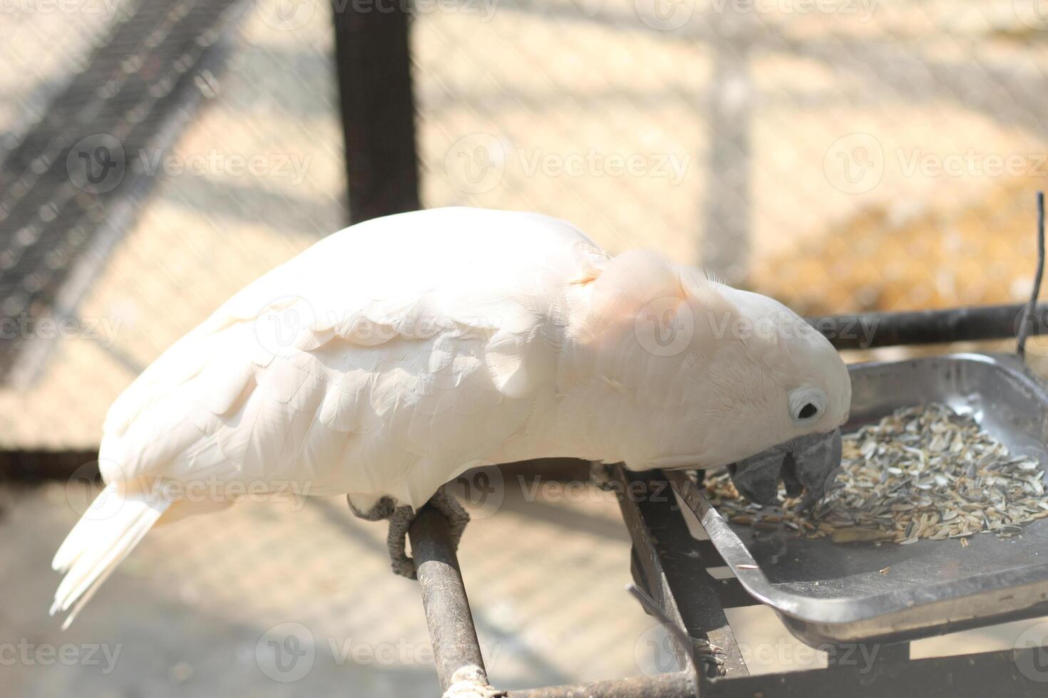 cerca arriba de el tanímbar pájaro corella o cacatua goffiniana foto