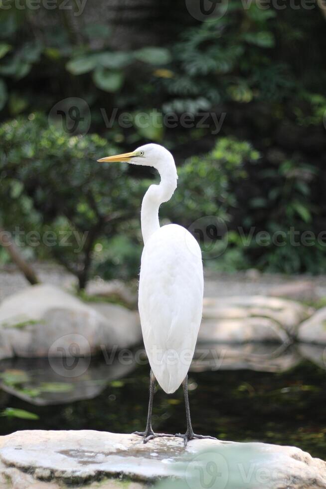 close up of a Kuntul Besar or Ardea Alba bird photo