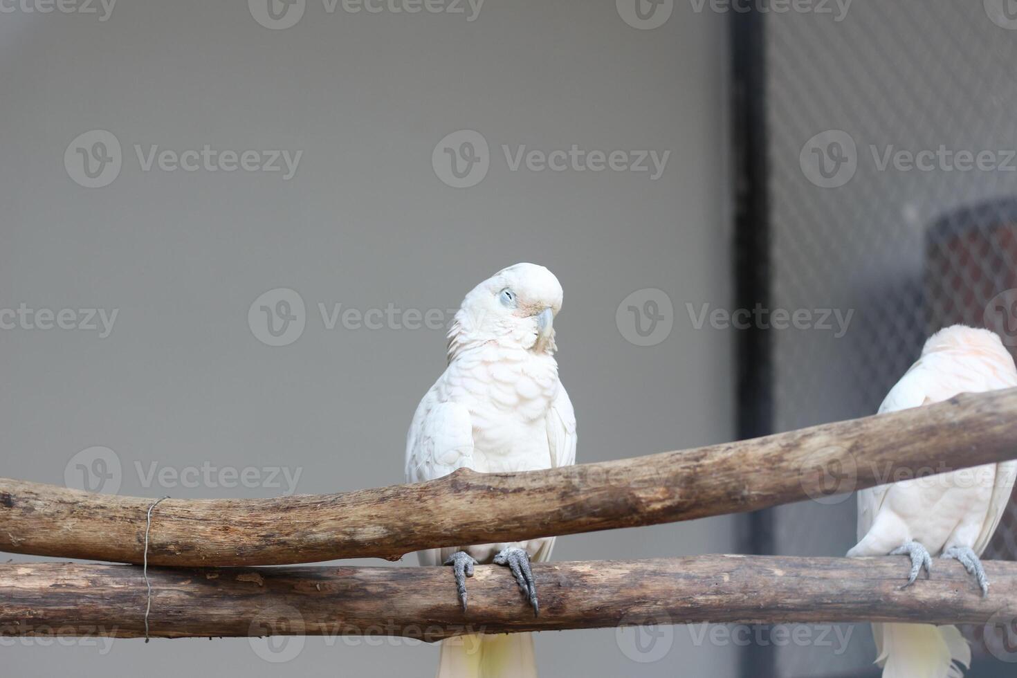 close up of the Tanimbar bird Corella or Cacatua Goffiniana photo