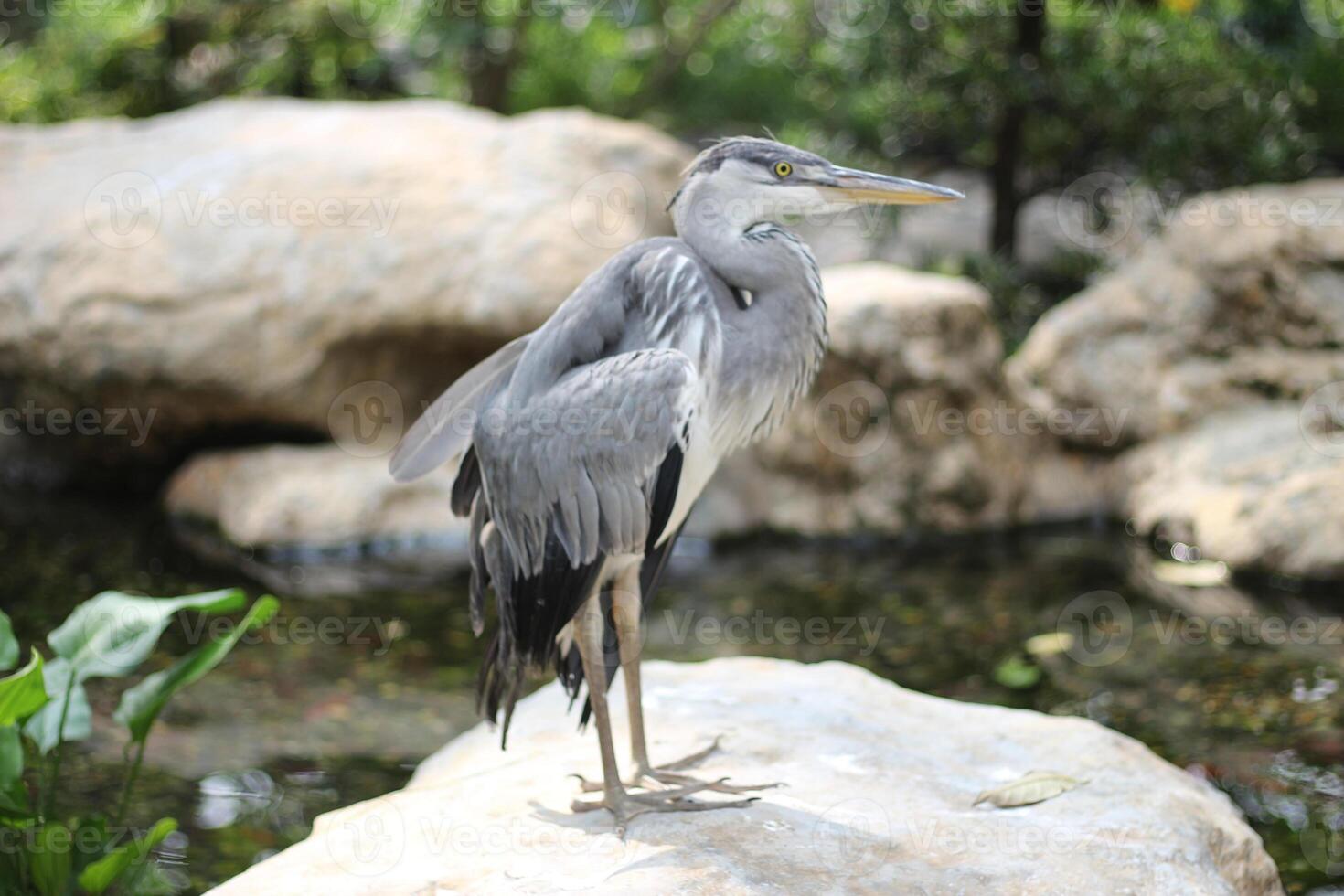 close up of the Cangak Abu or Ardea Cinerea bird photo
