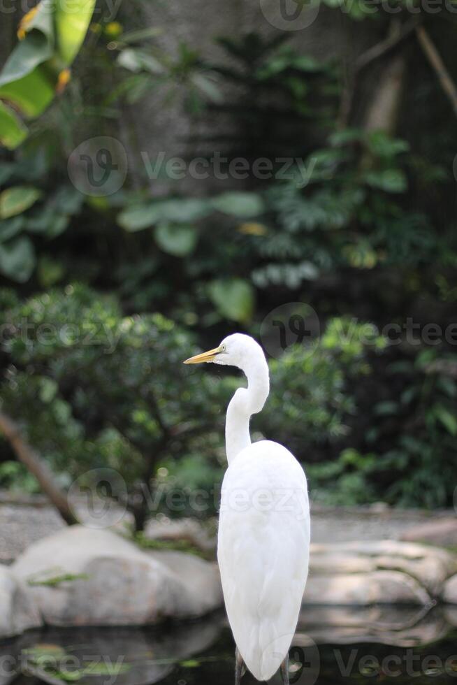 close up of a Kuntul Besar or Ardea Alba bird photo