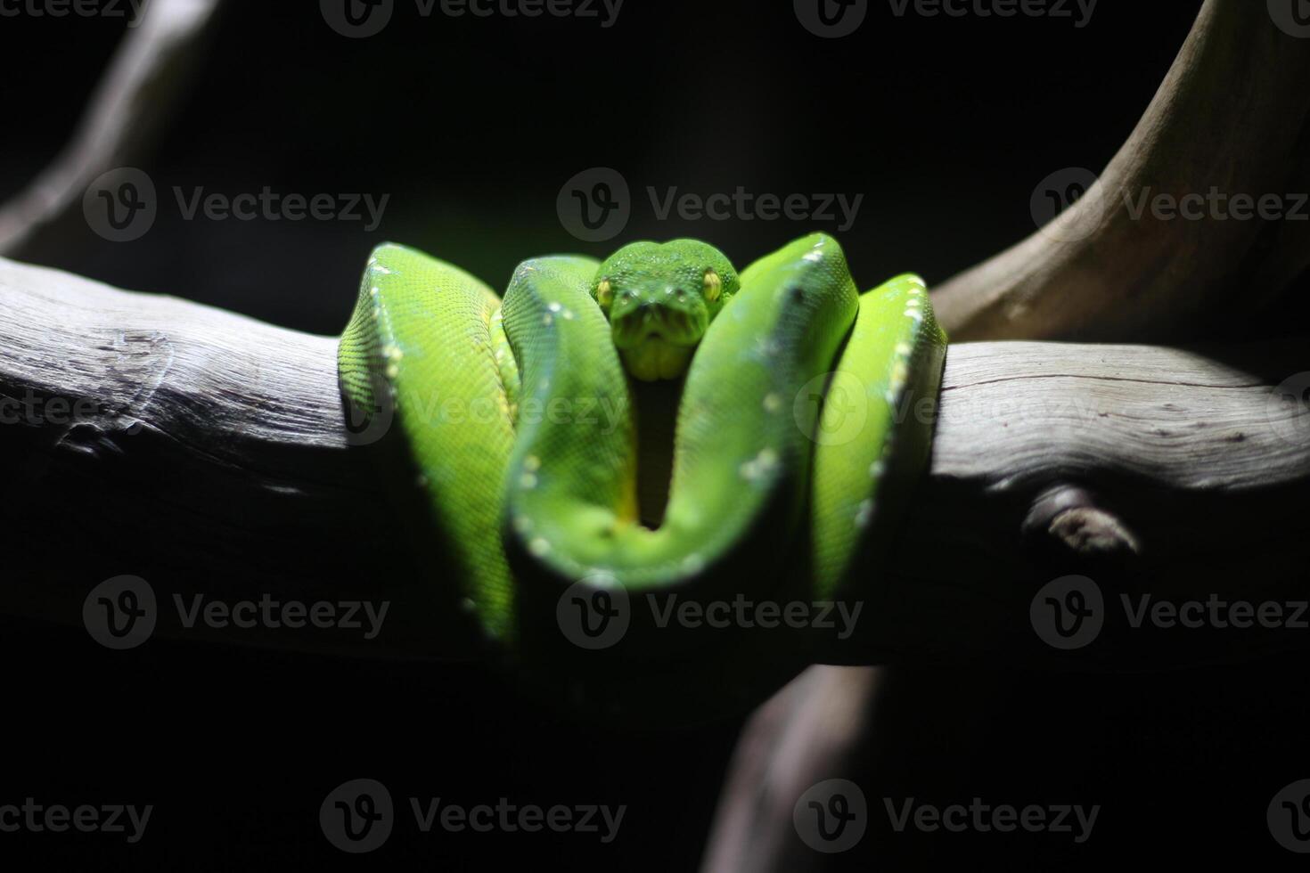 close up of a Green Python or Morelia Viridis or Green Tree Python photo