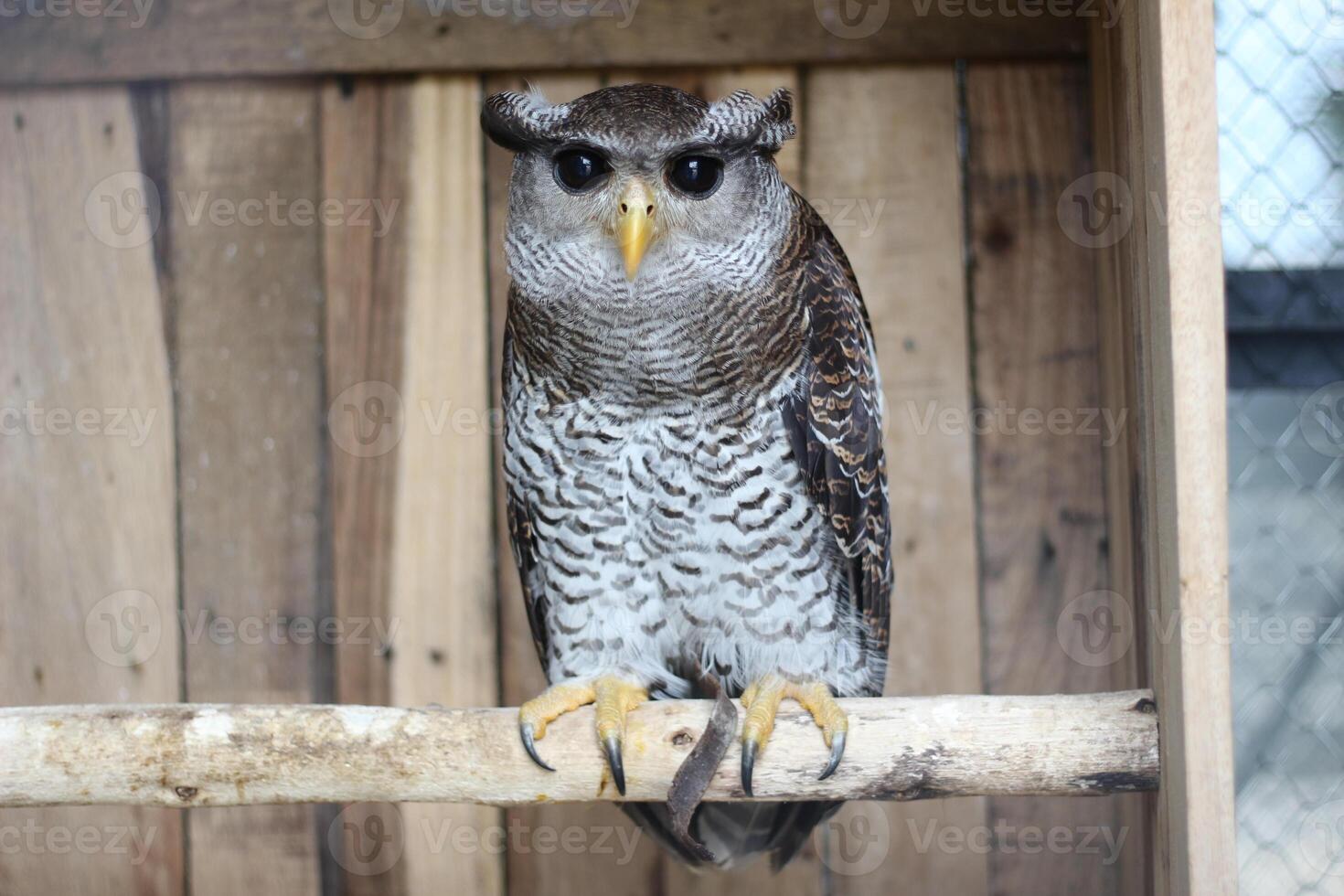 close up of the Beluk Jampuk bird or Bubo Sumatranus photo