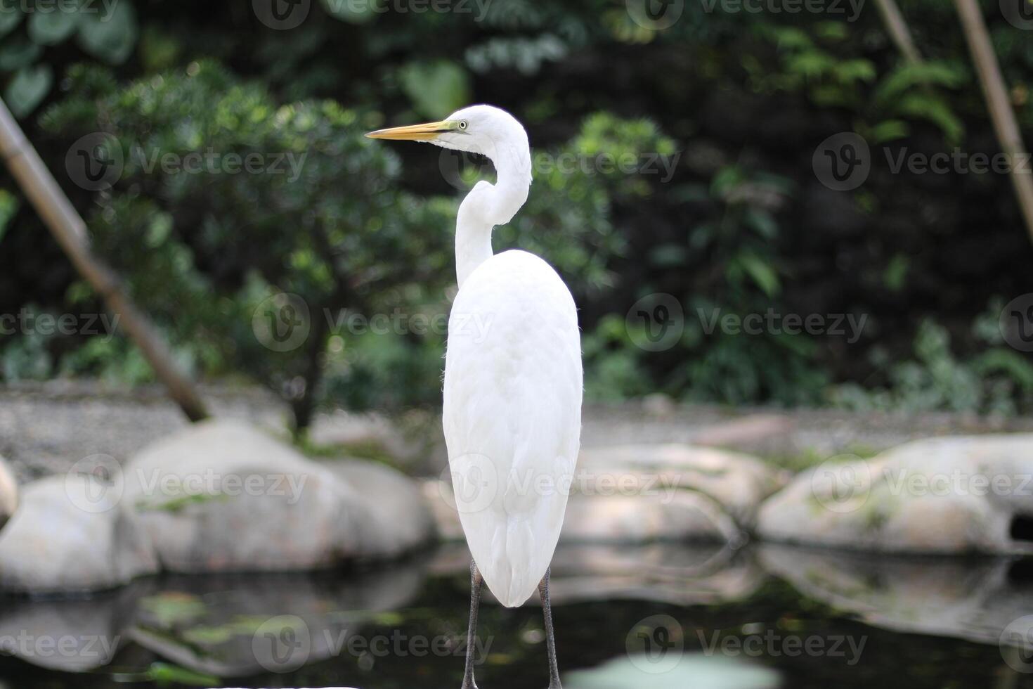 close up of a Kuntul Besar or Ardea Alba bird photo