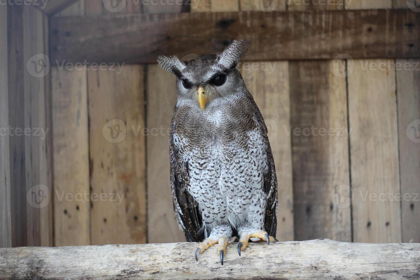 close up of the Beluk Jampuk bird or Bubo Sumatranus photo