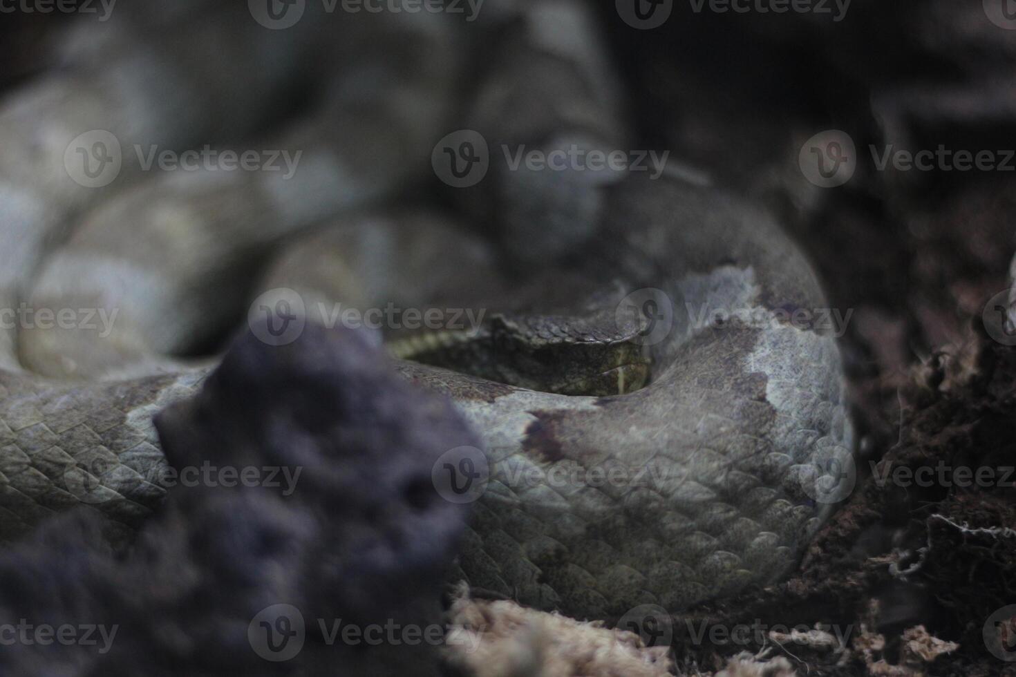 close up of Tropidolaemus Wagleri snake photo