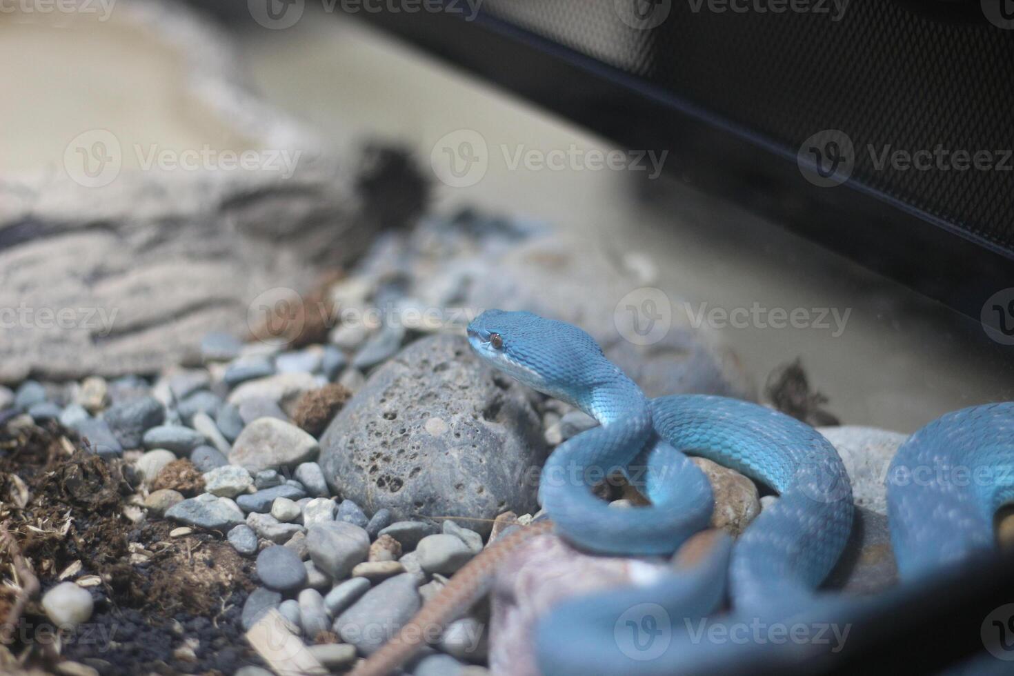 close up of Eastern Viper or Trimeresurus Insularis or White Lipped Island Pit Viper photo