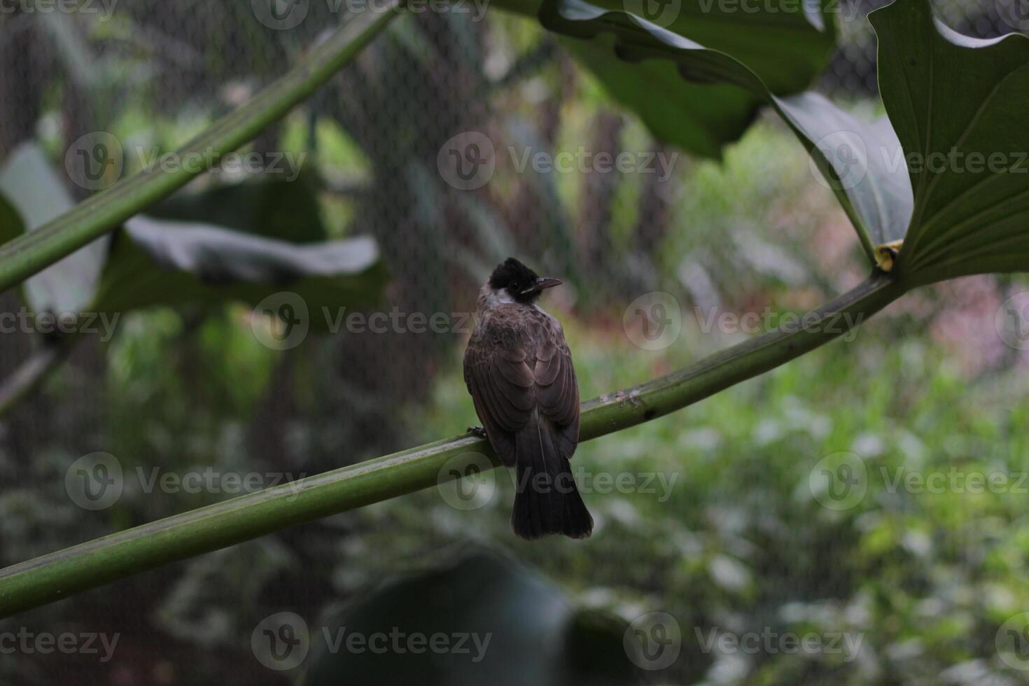 close up of Kutilang or Sooty Headed Bulbul bird photo