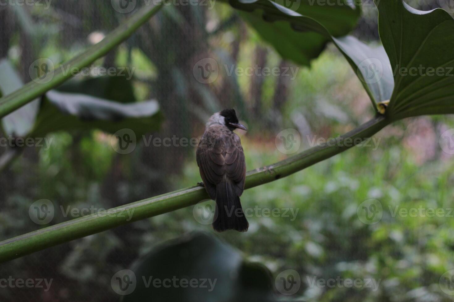 close up of Kutilang or Sooty Headed Bulbul bird photo