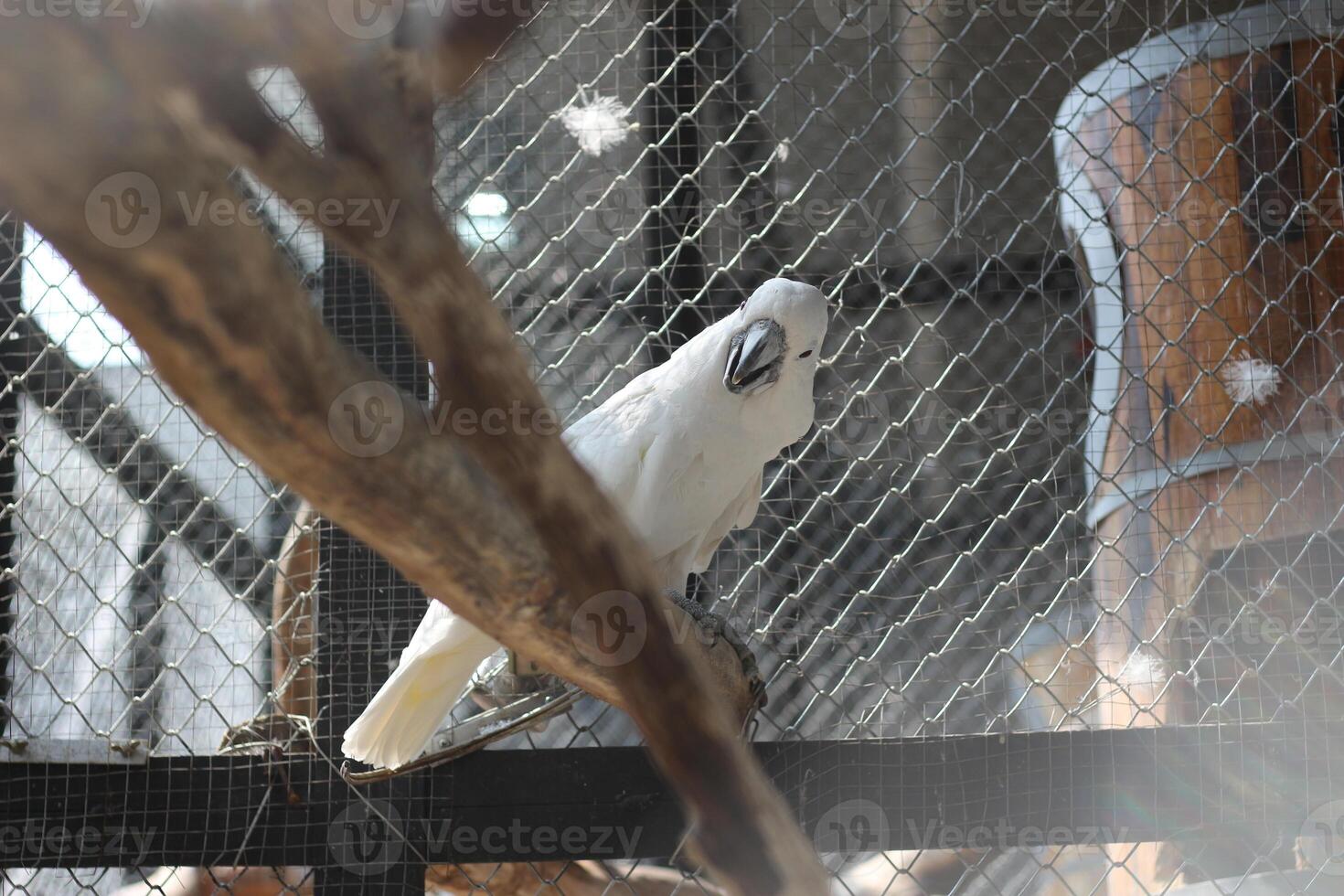 close up of the Tanimbar bird Corella or Cacatua Goffiniana photo