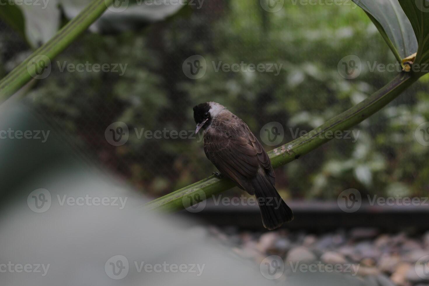 close up of Kutilang or Sooty Headed Bulbul bird photo