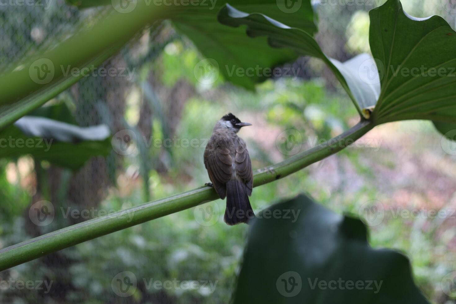 close up of Kutilang or Sooty Headed Bulbul bird photo