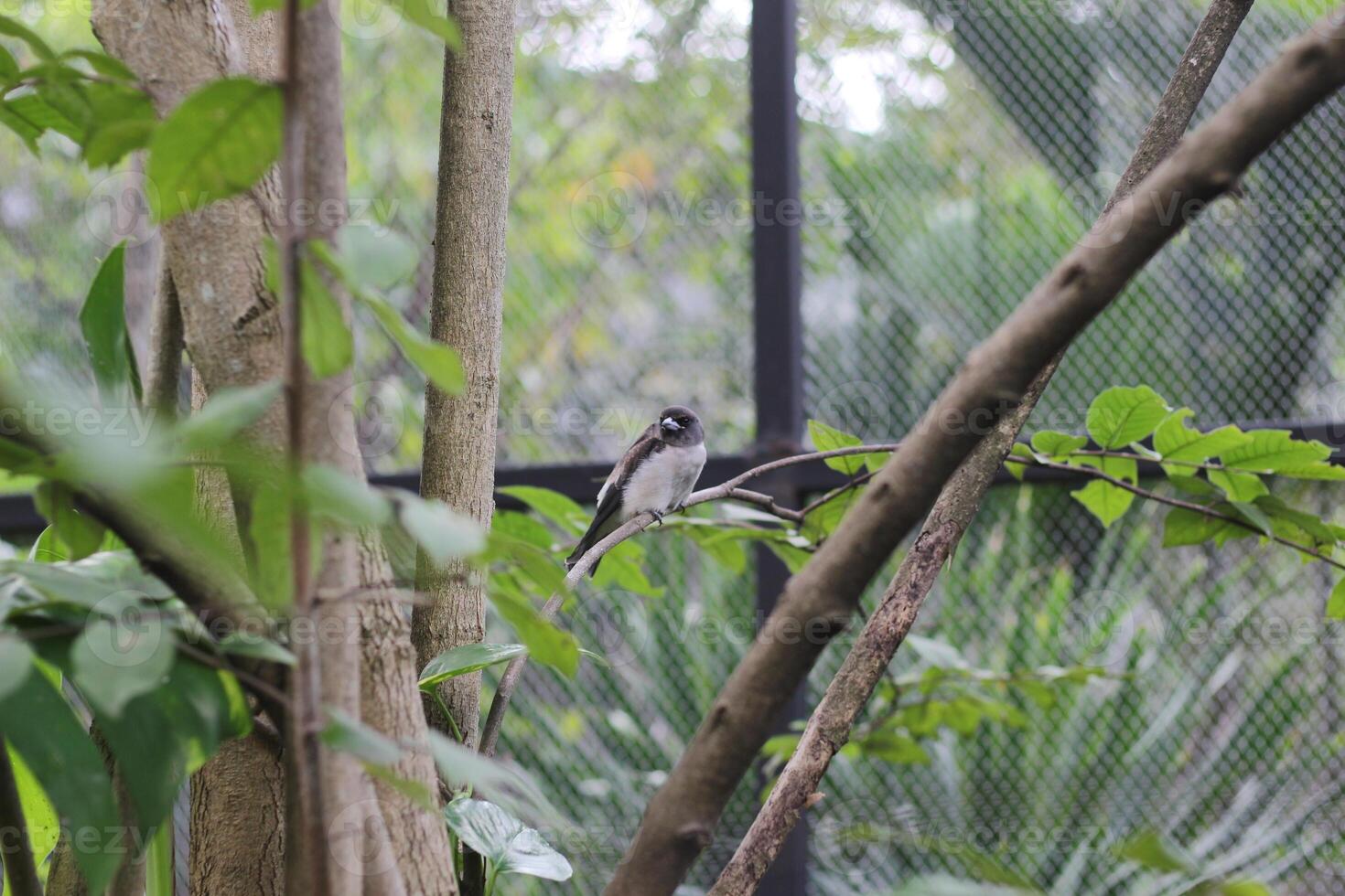 close up of Kutilang or Sooty Headed Bulbul bird photo