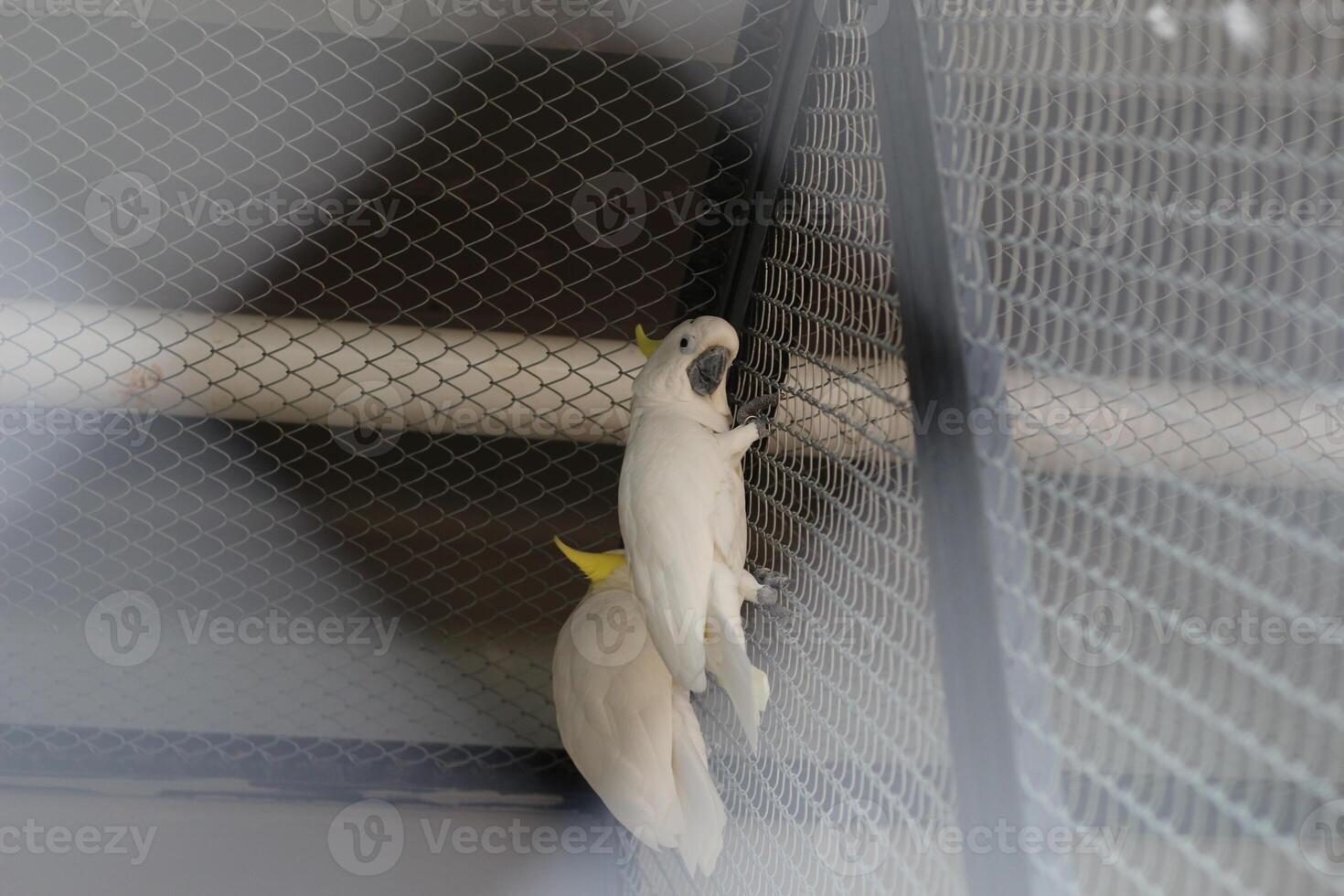 close up of Sulphur Crested Cockatoo or Cacatua Galerita photo