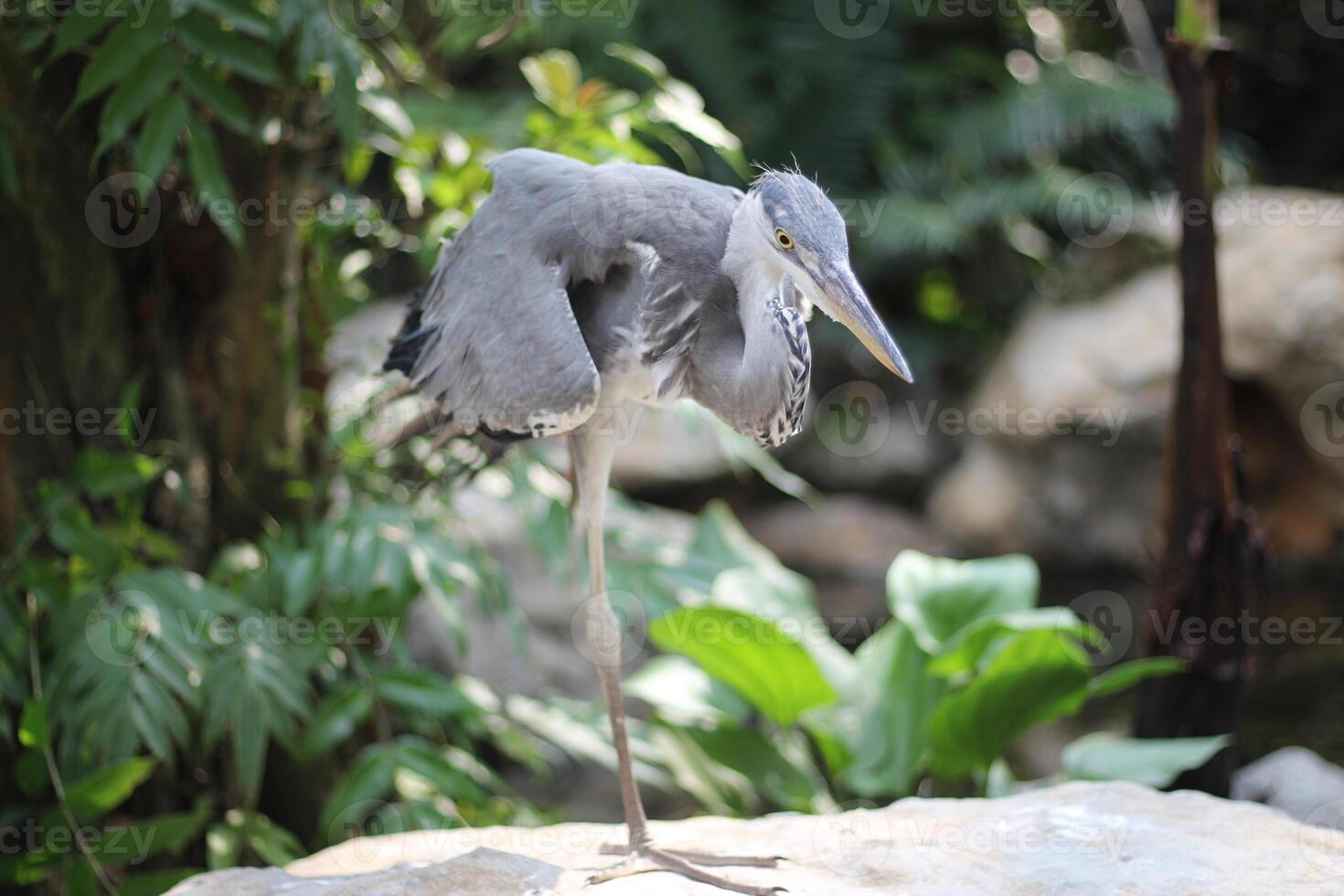 close up of the Cangak Abu or Ardea Cinerea bird photo