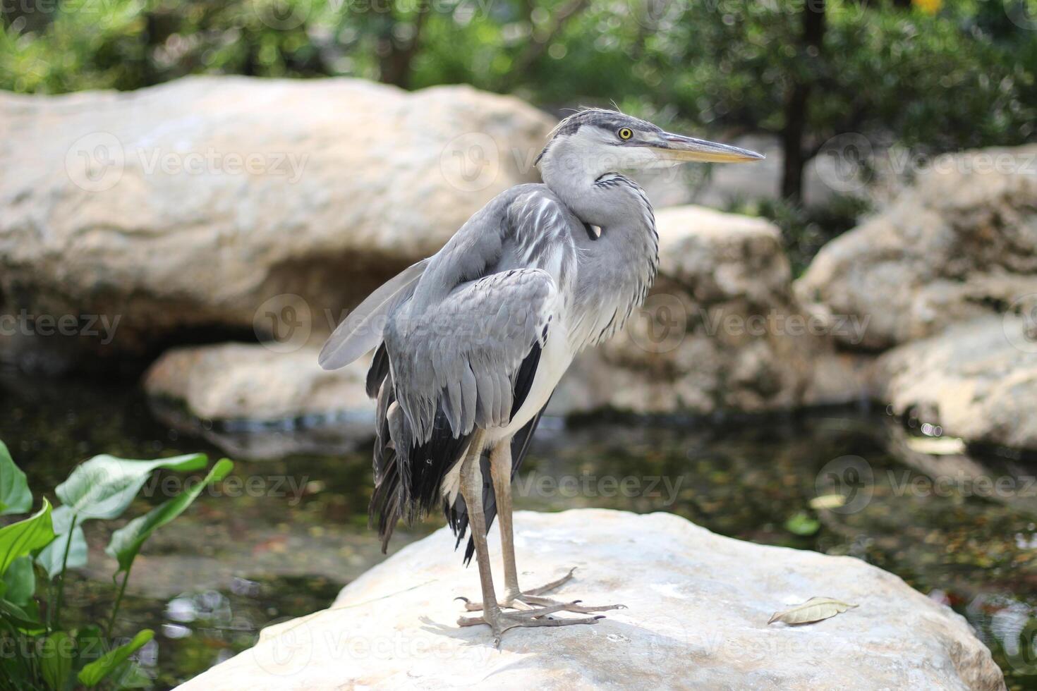 close up of the Cangak Abu or Ardea Cinerea bird photo