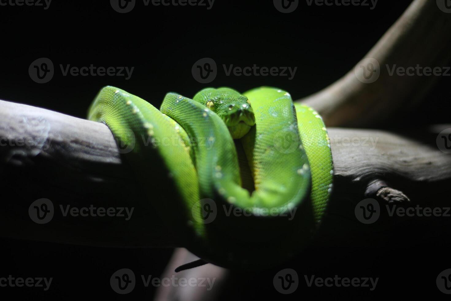 close up of a Green Python or Morelia Viridis or Green Tree Python photo