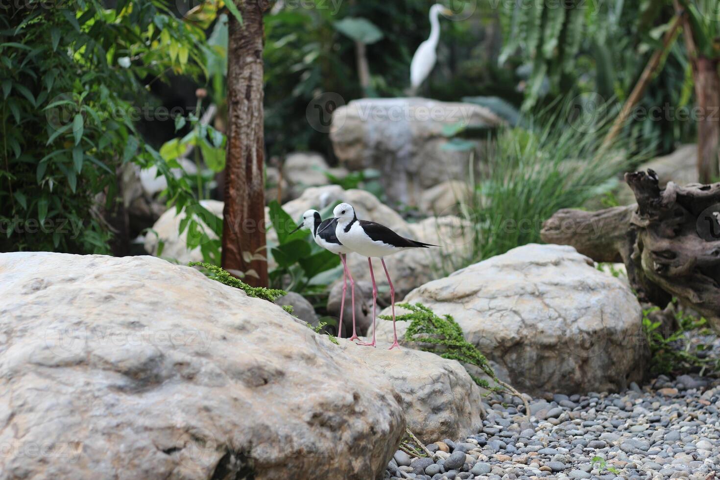 close up of the Ganggang Bayam bird or Himantopus leucocephalus photo