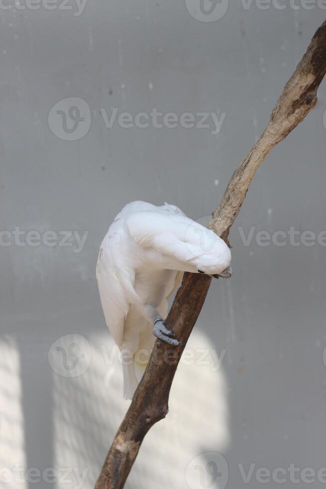 close up of the Tanimbar bird Corella or Cacatua Goffiniana photo