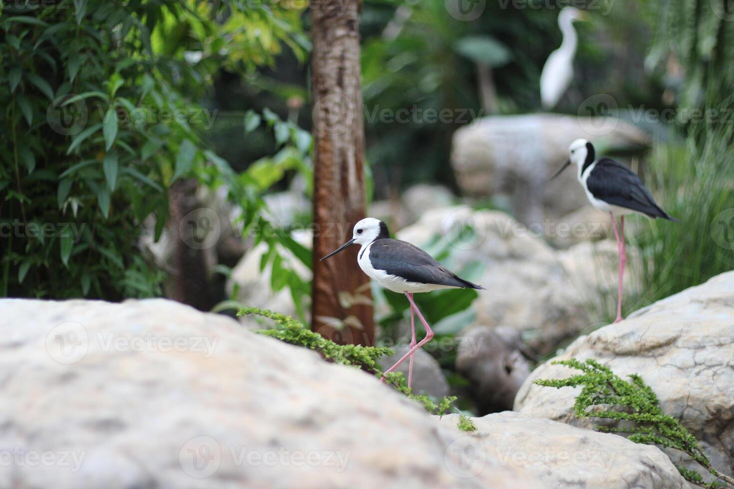 close up of the Ganggang Bayam bird or Himantopus leucocephalus photo