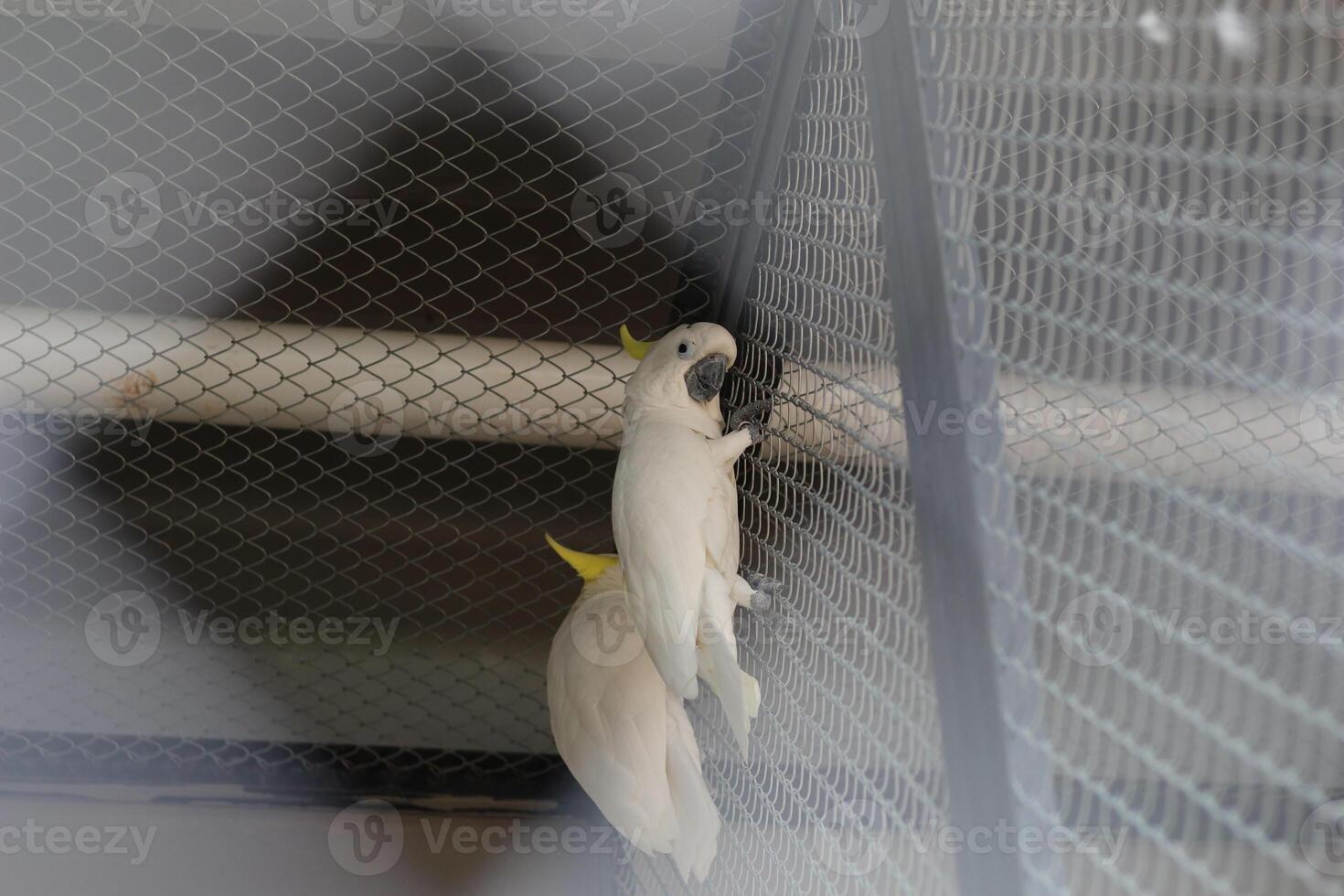 close up of Sulphur Crested Cockatoo or Cacatua Galerita photo