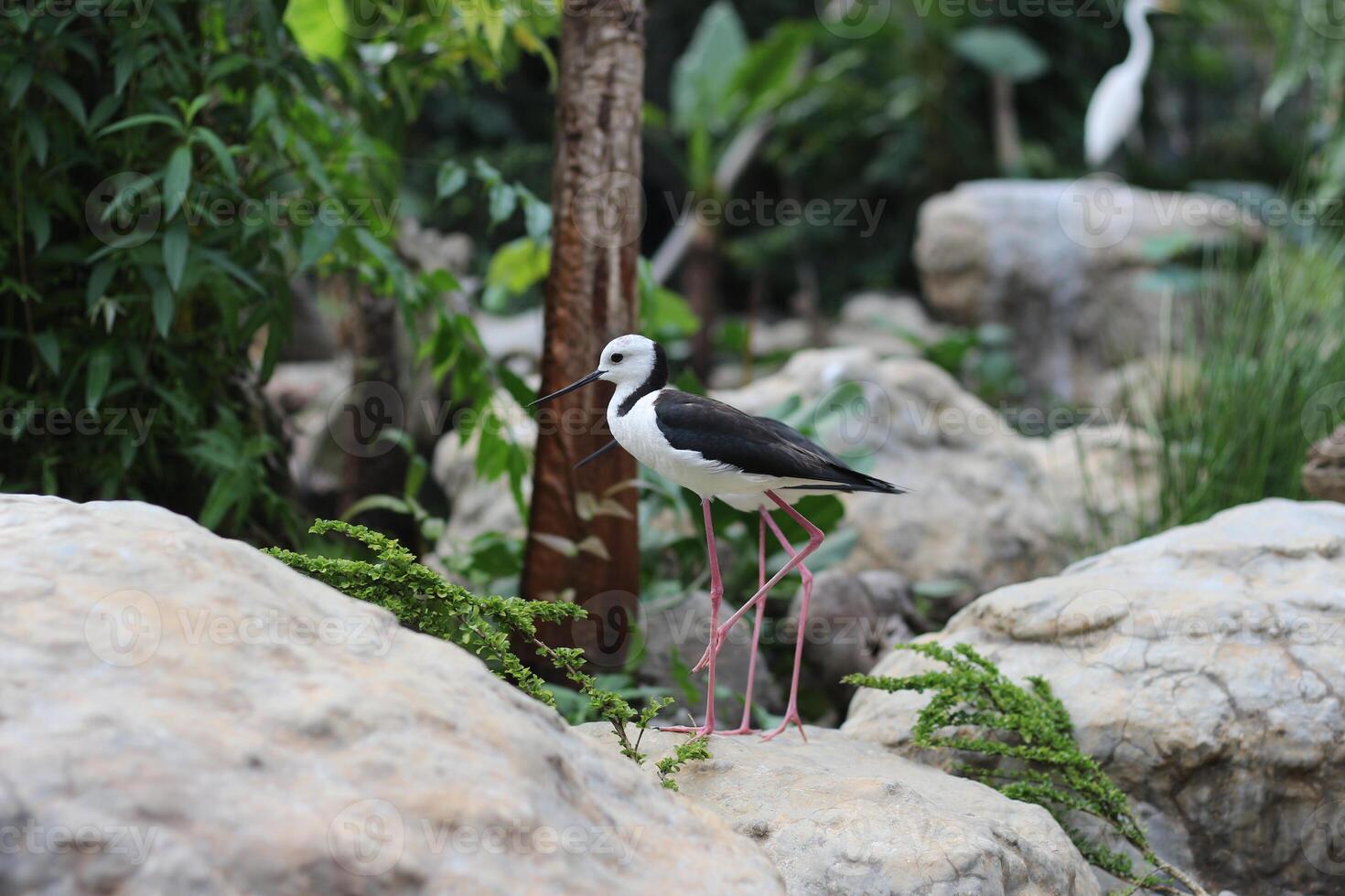 cerca arriba de el pandilla bayam pájaro o himantopus leucocéfalo foto