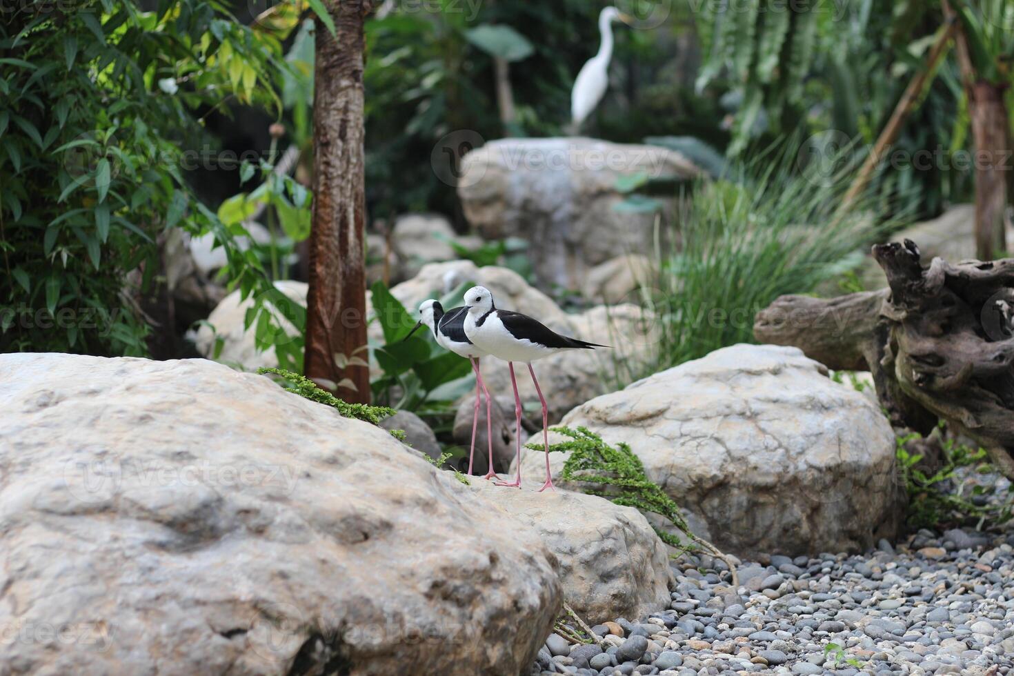 close up of the Ganggang Bayam bird or Himantopus leucocephalus photo