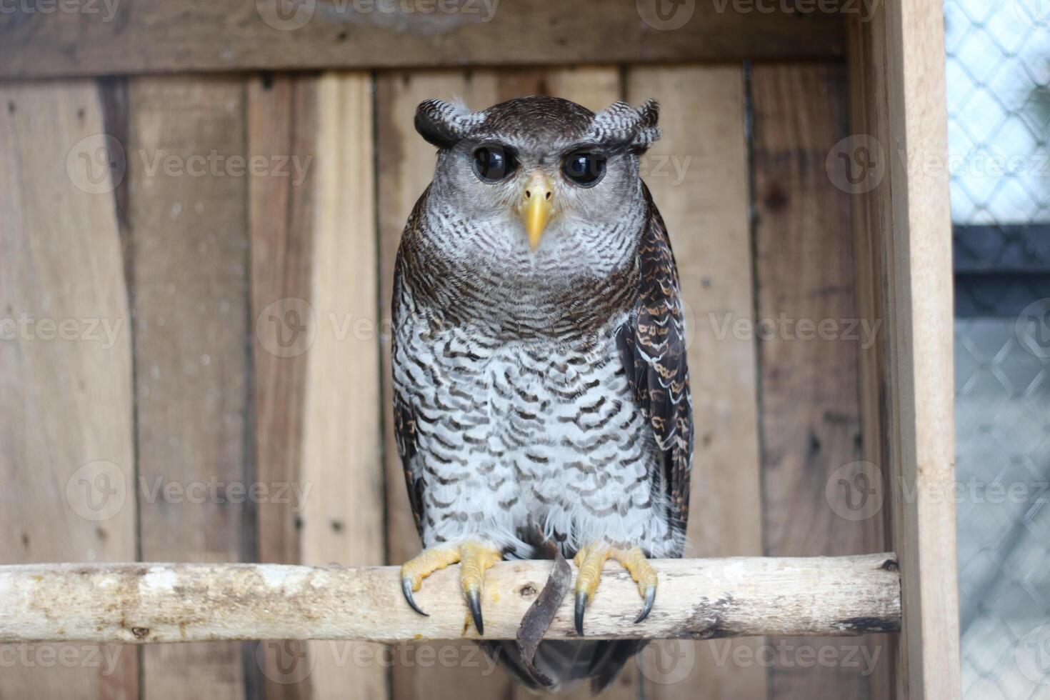 close up of the Beluk Jampuk bird or Bubo Sumatranus photo