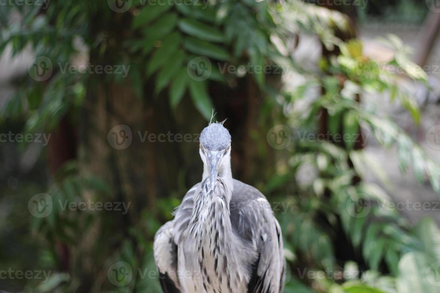 close up of the Cangak Abu or Ardea Cinerea bird photo