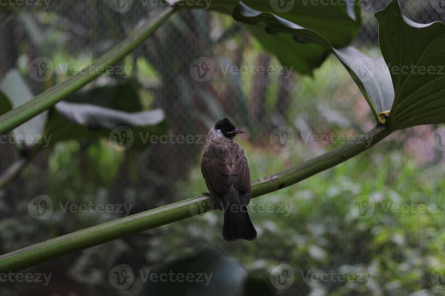 close up of Kutilang or Sooty Headed Bulbul bird photo