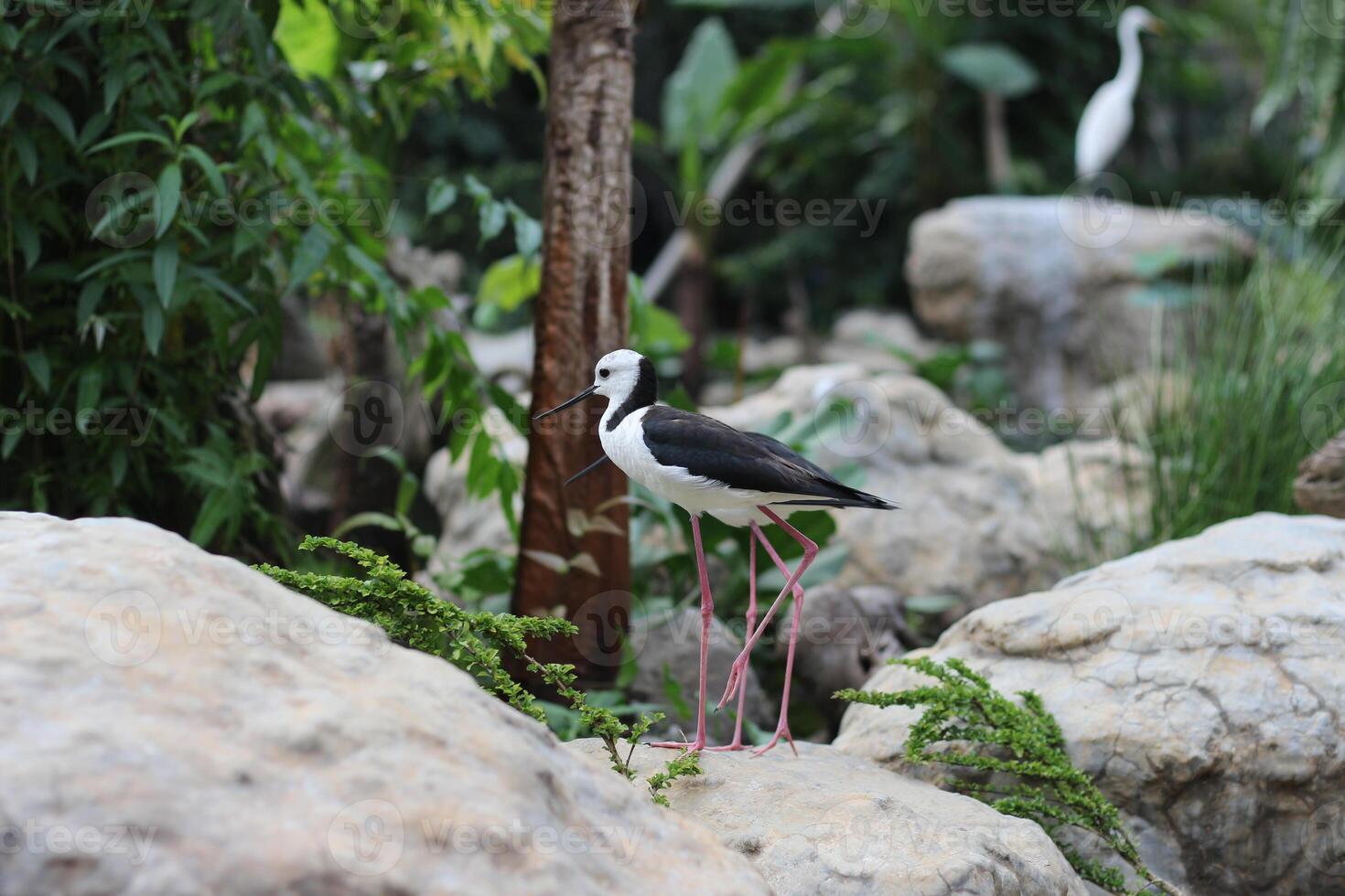 close up of the Ganggang Bayam bird or Himantopus leucocephalus photo