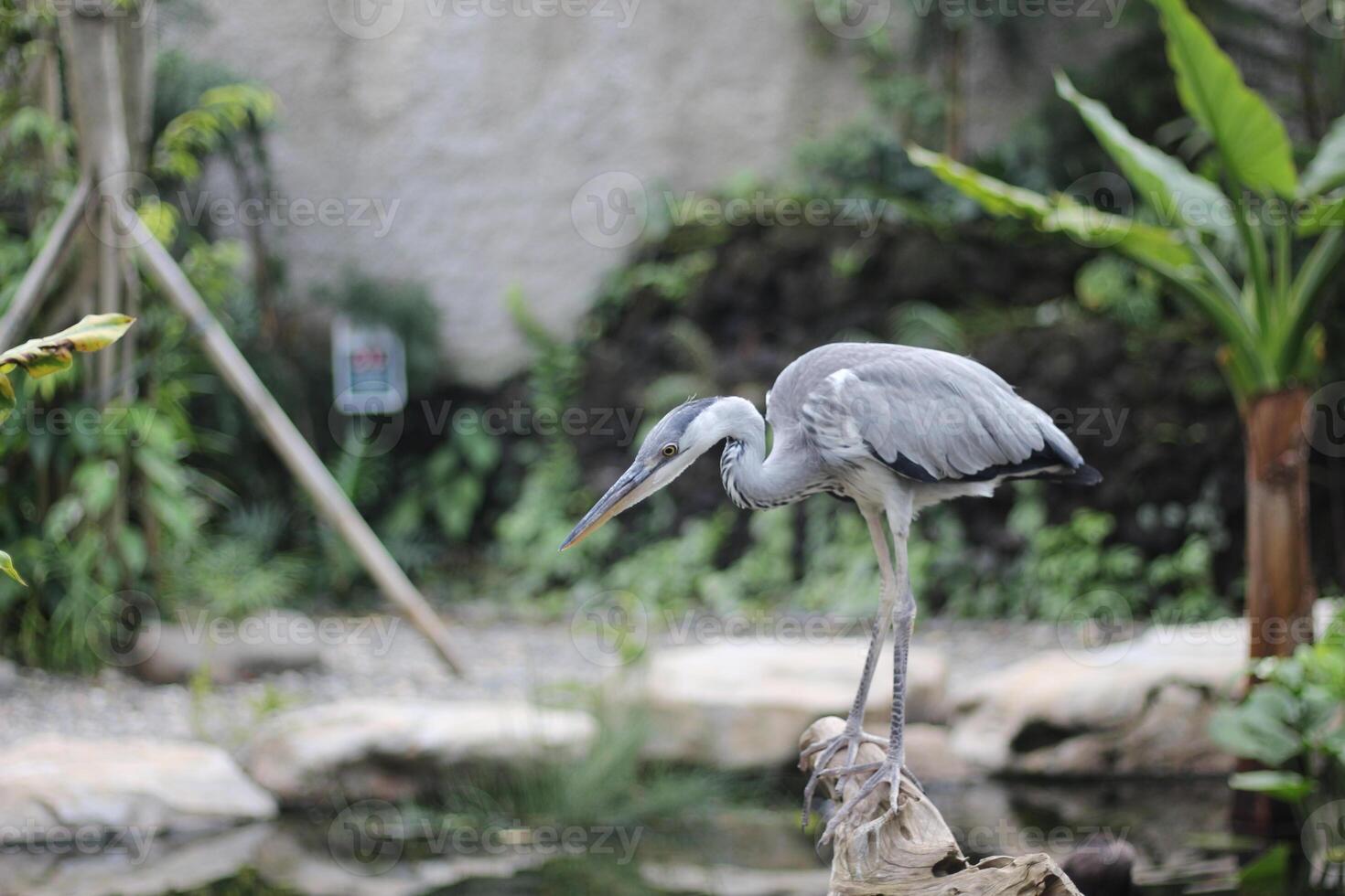close up of the Cangak Abu or Ardea Cinerea bird photo