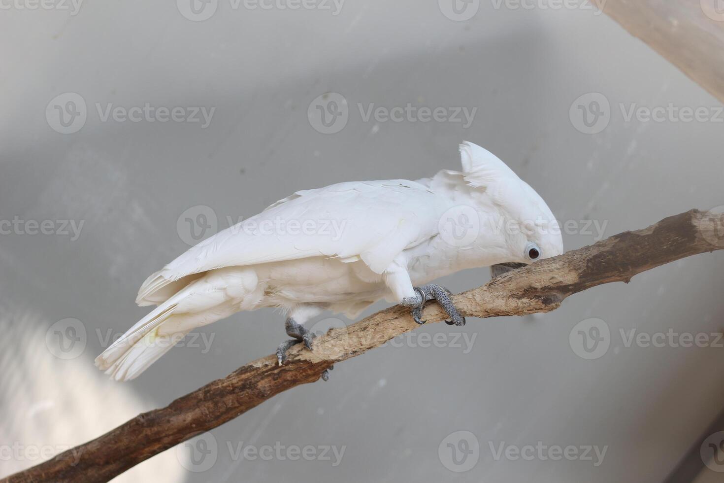 close up of the Tanimbar bird Corella or Cacatua Goffiniana photo