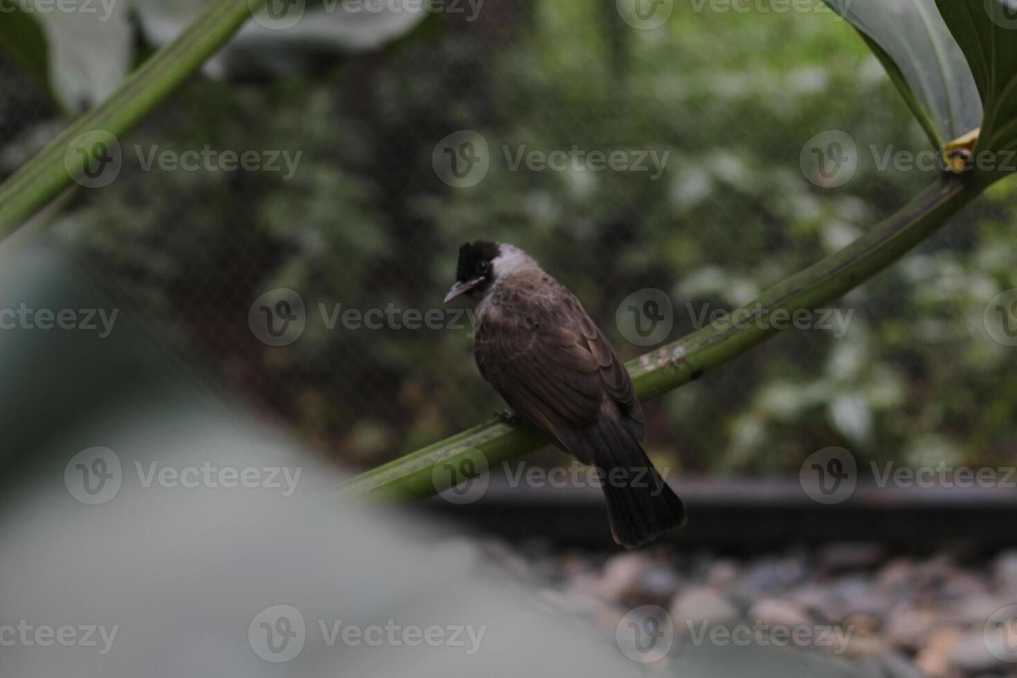 close up of Kutilang or Sooty Headed Bulbul bird photo