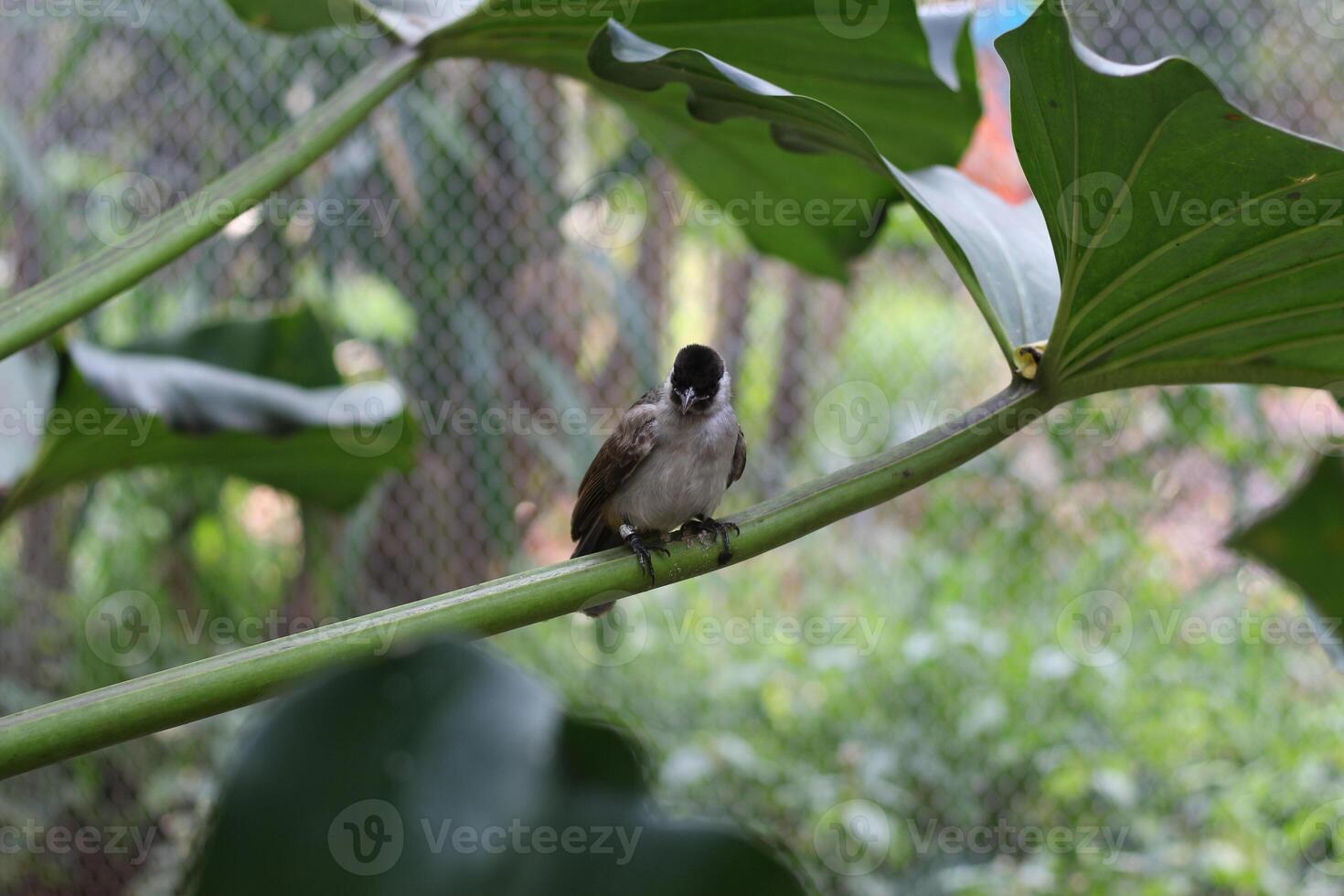 close up of Kutilang or Sooty Headed Bulbul bird photo