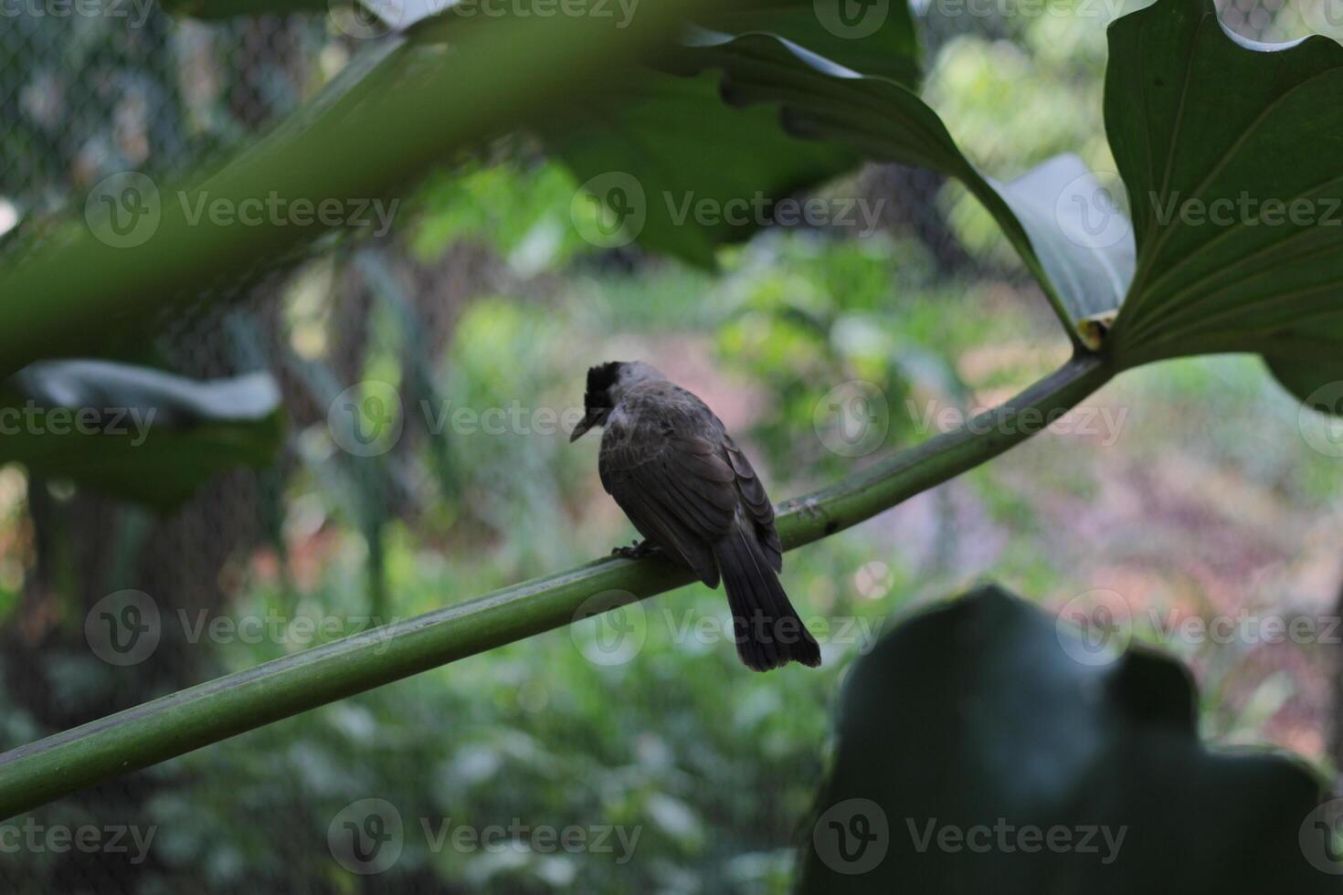 close up of Kutilang or Sooty Headed Bulbul bird photo