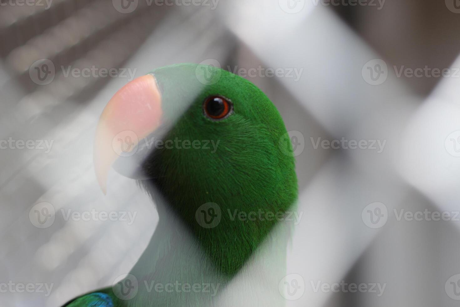 close up of a Nuri Bayan bird or Parrot or Eclectus Roratus photo