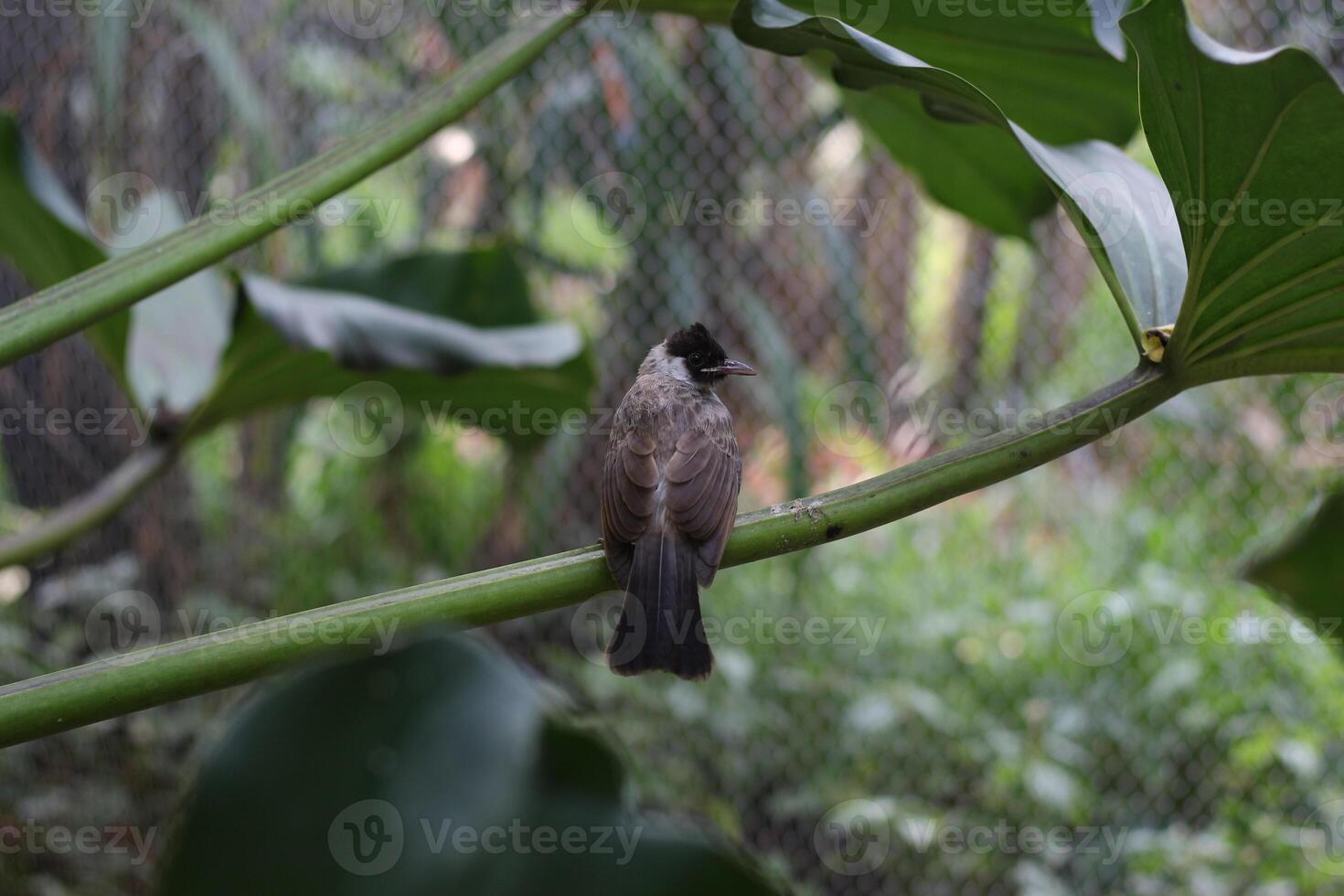 close up of Kutilang or Sooty Headed Bulbul bird photo