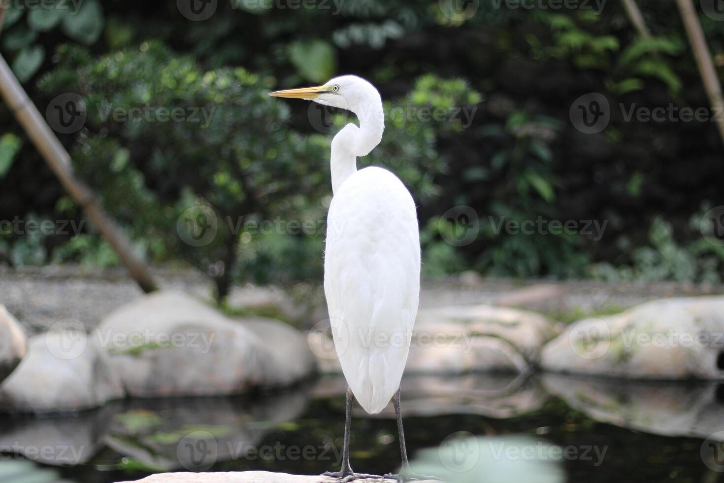 close up of a Kuntul Besar or Ardea Alba bird photo