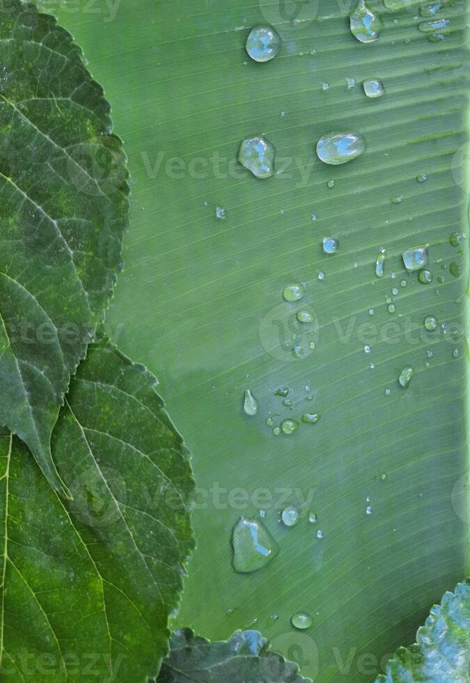agua gotas en plátano hojas foto