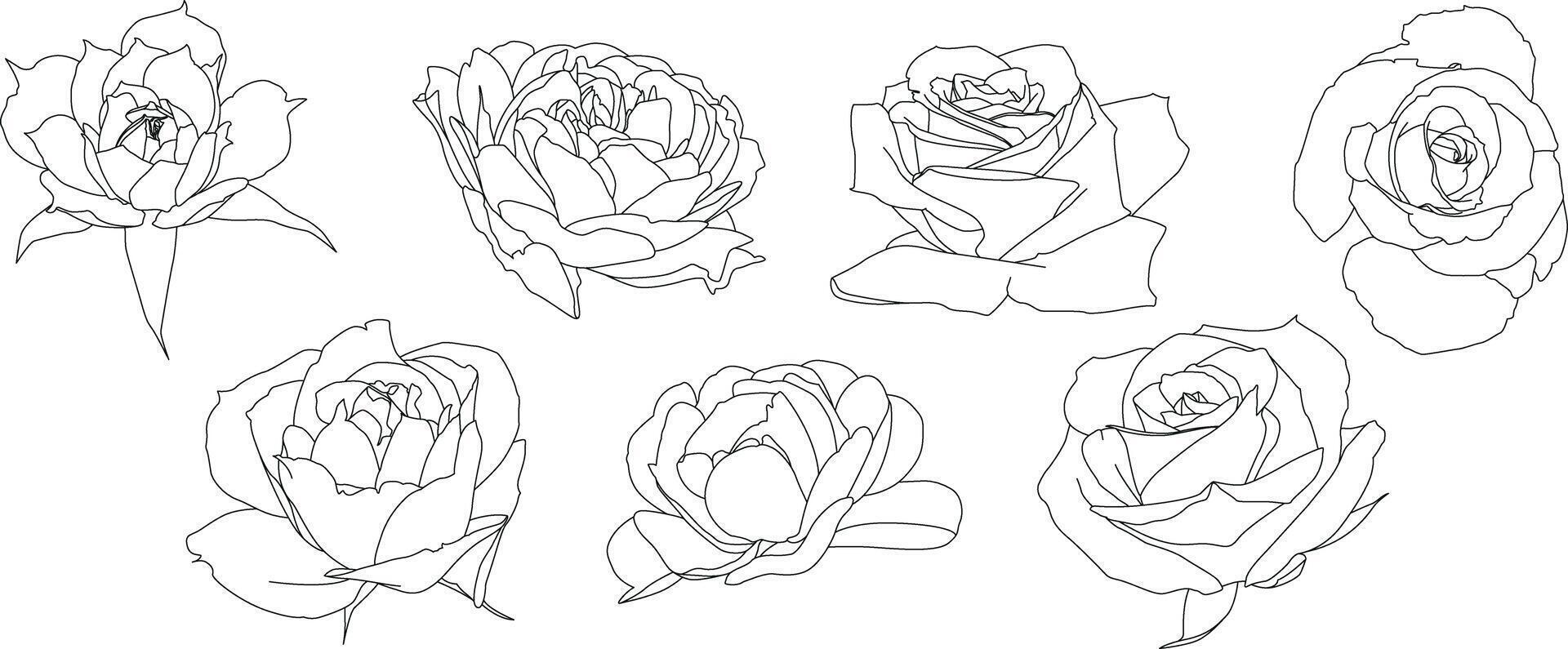 Flowers illustration set of line art roses isolated on white background. This collection of line art roses showcases the beauty of these iconic flowers in a minimalism vector