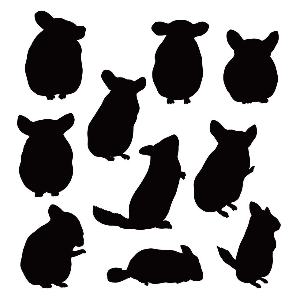 Set of domestic chinchilla pet silhouettes vector