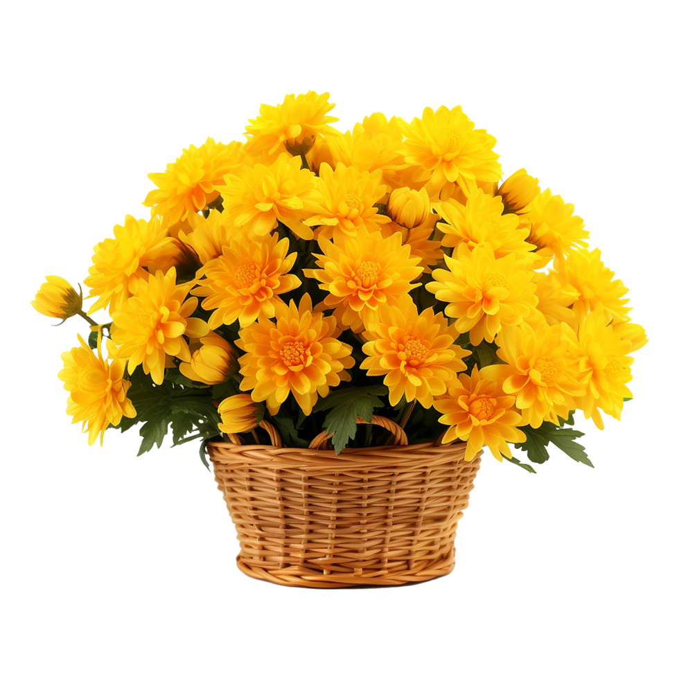 AI generated Basket of red chrysanthemums isolated on transparent background png