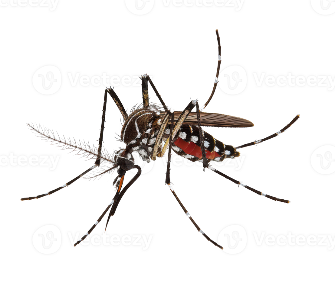 AI generated Bloodsucker mosquito isolated on transparent background png file