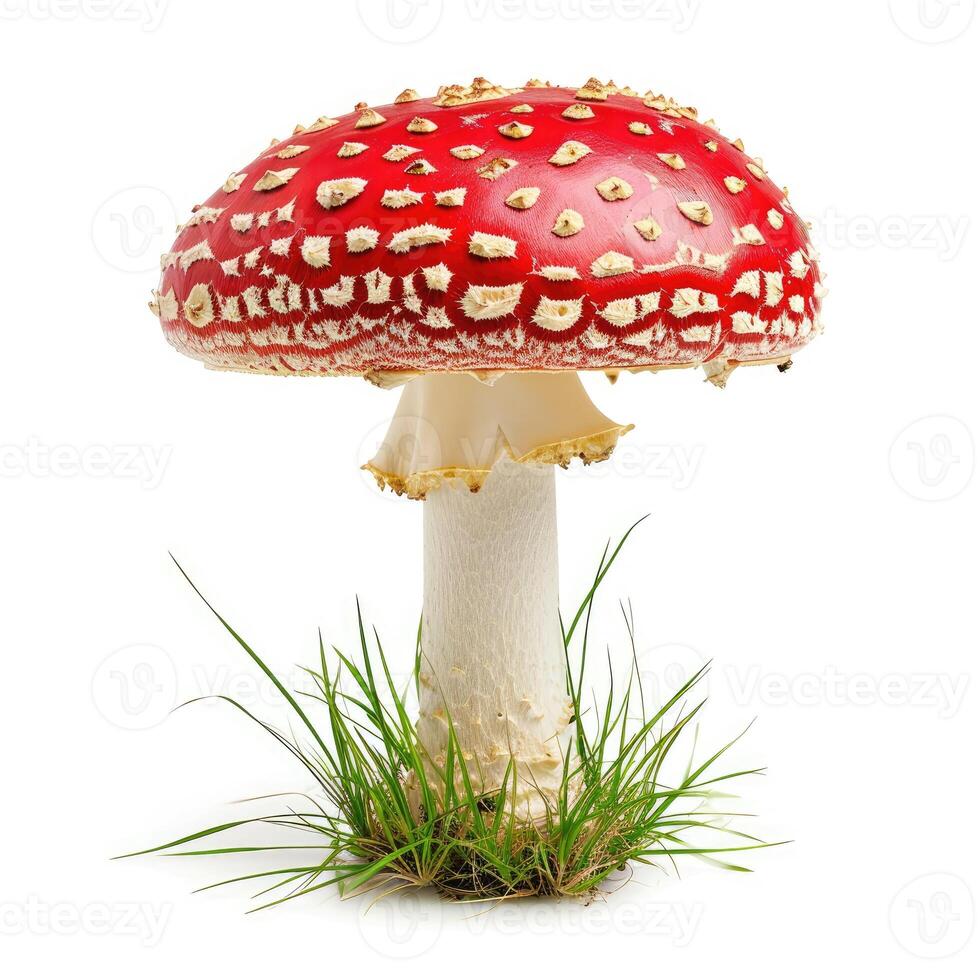 AI generated Spotted red and white toadstool mushroom isolated on white background, Ai Generated. photo