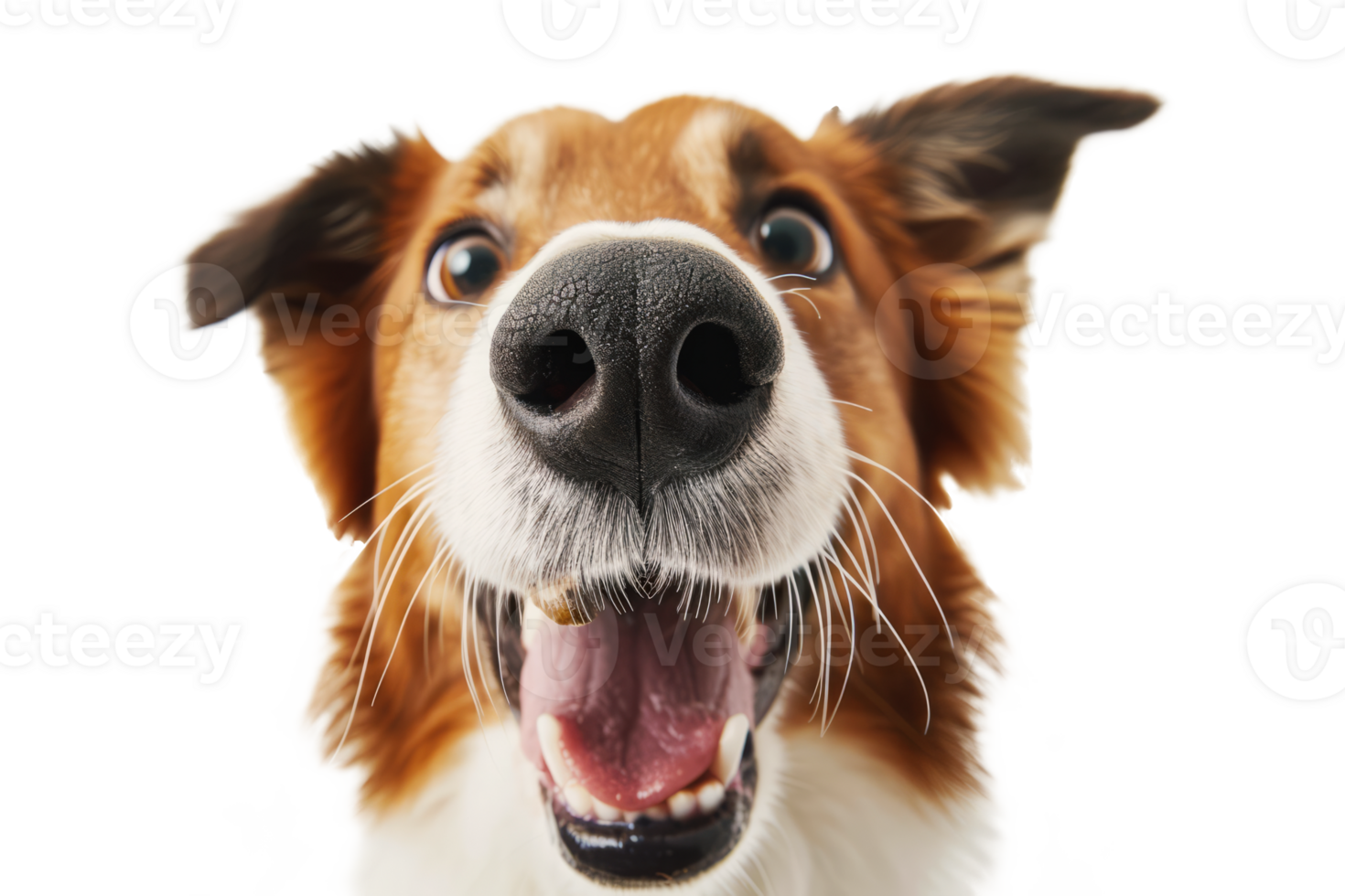 AI generated Happy dog looking at camera isolated png