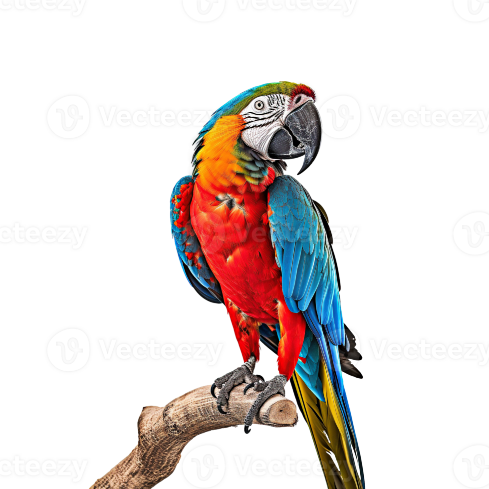 AI generated Scarlet macaw isolated on transparent background, created with generative AI png